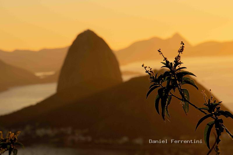 DSC_6594 copiar